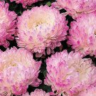 ASTER PAEONY DUCHESS PINK Callistephus Chinensis - 20 Seeds ASTER PAEONY DUCHESS PINK Callistephus Chinensis - 20 Seeds