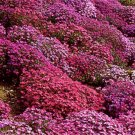 AUBRIETA ROCK CRESS CASCADE MIX Aubrieta Hybrida Superbissima - 50 Seeds