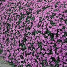 AUBRIETA ROCK CRESS CASCADE PURPLE Aubrieta Hybrida Superbissima - 50 Seeds