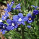 BUGLOSS BLUE ANGEL Anchusa Capensis - 500 Bulk Seeds