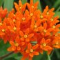 BUTTERFLY WEED ORANGE Asclepias Tuberosa - 200 Bulk Seeds