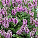 CATMINT PINK CAT Nepeta Nervosa - 150 Bulk Seeds