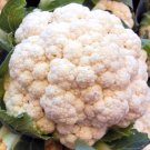 CAULIFLOWER SNOW BALL Brassica Oleracea - 100 Bulk Seeds CAULIFLOWER SNOW BALL Brassica Oleracea - 100 Bulk Seeds