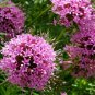 CROSSWORT PRETTY PINK Crucianella Phuopsis Stylosa - 500 Bulk Seeds