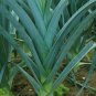 LEEK AMERICAN FLAG Allium Ampeloprasum - 50 Bulk Seeds