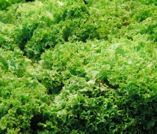 LETTUCE LOOSELEAF GREEN ICE Lactuca Sativa - 500 Bulk Seeds