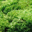 LETTUCE LOOSELEAF GREEN ICE Lactuca Sativa - 500 Bulk Seeds