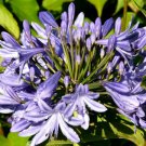 LILY OF THE NILE Agapanthus Headbourne Hybrids - 20 Bulk Seeds
