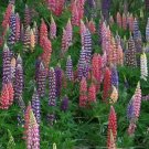 LUPINE RUSSEL MIX PERENNIAL Lupinus Polyphyllus Russell - 550 Bulk Seeds