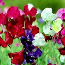 SWEET PEA BIJOU DWARF MIXED COLORS Lathyrus - 110 Bulk Seeds SWEET PEA BIJOU DWARF MIXED COLORS Lathyrus - 110 Bulk Seeds