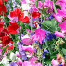 SWEET PEA CUTHBERTSON MIXED COLORS Lathyrus Odoratus - 110 Bulk Seeds SWEET PEA CUTHBERTSON MIXED COLORS Lathyrus Odoratus - 110 Bulk Seeds