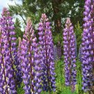 LUPINE BLUE PERENNIAL Lupinus Perennis - 50 Seeds LUPINE BLUE PERENNIAL Lupinus Perennis - 50 Seeds