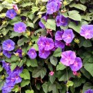 MORNING GLORY MIXED COLORS Ipomoea Purpurea - 100 Seeds