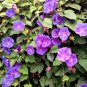 MORNING GLORY MIXED COLORS Ipomoea Purpurea - 100 Seeds