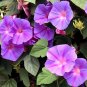 MORNING GLORY MIXED COLORS Ipomoea Purpurea - 100 Seeds