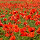 RED CORN POPPY AMERICAN LEGION Papaver Rhoeas - 5,000 Seeds RED CORN POPPY AMERICAN LEGION Papaver Rhoeas - 5,000 Seeds