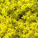 SEDUM CZAR'S GOLD STONECROP Sedum Hybridum - 20 Seeds SEDUM CZAR'S GOLD STONECROP Sedum Hybridum - 20 Seeds