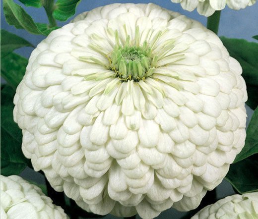 ZINNIA POLAR BEAR Zinnia Elegans - 100 Seeds