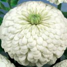 ZINNIA POLAR BEAR Zinnia Elegans - 100 Seeds