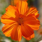 COSMOS SULPHUR ORANGE DWARF Cosmos Sulphureus - 100 Seeds COSMOS SULPHUR ORANGE DWARF Cosmos Sulphureus - 100 Seeds