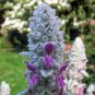 LAMB'S EAR Stachys Byzantina Lanata - 250 Bulk Seeds