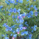 VIPER'S BUGLOSS BLUE BEDDER DWARF Echium Plantagineum - 250 Bulk Seeds VIPER'S BUGLOSS BLUE BEDDER DWARF Echium Plantagineum - 250 Bulk Seeds