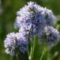 WILDFLOWER MIX BULB BLANKET - 1 Oz Bulk Seeds