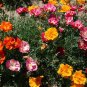 WILDFLOWER MIX BULB BLANKET - 1 Oz Bulk Seeds