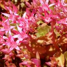 SEDUM VOODOO Sedum Spurium - 20 Seeds