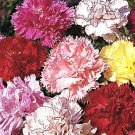 CARNATION CHABAUD PICOTEE MIXED COLORS Dianthus Caryophyllus - 20 Seeds