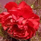 CARNATION GRENADIN SCARLET Dianthus Caryophyllus - 20 Seeds