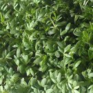 CRESS CURLED PEPPERGRASS Lepidium Sativum - 200 Seeds