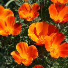 CALIFORNIA POPPY MIKADO Eschscholzia Californica - 15,000 Bulk Seeds