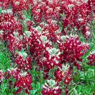 MAROON RED TEXAS BLUEBONNET Lupinus Texensis - 100 Bulk Seeds