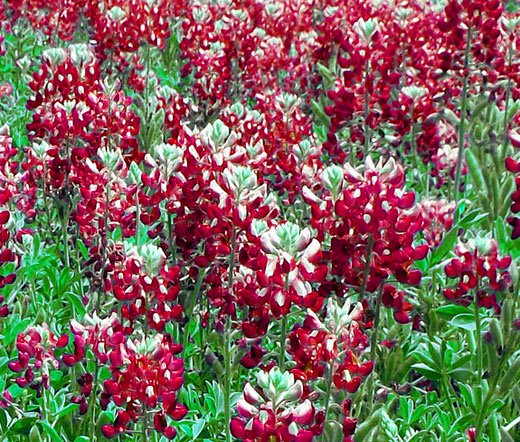 MAROON RED TEXAS BLUEBONNET Lupinus Texensis - 25 Seeds