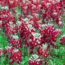 MAROON RED TEXAS BLUEBONNET Lupinus Texensis - 25 Seeds