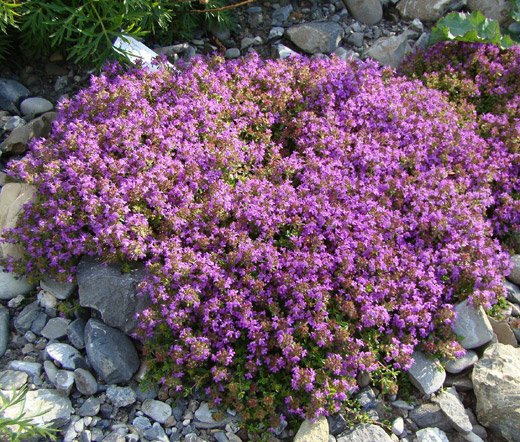 thyme ground cover varieties