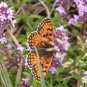 CREEPING THYME GROUND COVER Thymus Serpyllum - 150,000 Bulk Seeds
