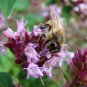 CREEPING THYME GROUND COVER Thymus Serpyllum - 150,000 Bulk Seeds