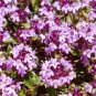 CREEPING THYME GROUND COVER Thymus Serpyllum - 150,000 Bulk Seeds