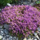 CREEPING THYME GROUND COVER Thymus Serpyllum - 1,000 Seeds