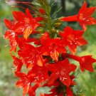 STANDING CYPRESS Ipomopsis Rubra - 1,000 Bulk Seeds STANDING CYPRESS Ipomopsis Rubra - 1,000 Bulk Seeds