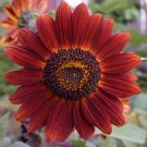 SUNFLOWER VELVET QUEEN Helianthus Annuus - 20 Seeds