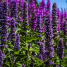 KOREAN MINT Agastache Rugosa - 100 Bulk Seeds