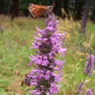 BETONY Betonica Officinalis - 100 Bulk Seeds