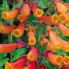 CHILEAN GLORY VINE MIX Eccremocarpus Scaber - 500 Bulk Seeds