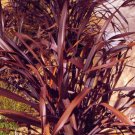 NEW ZEALAND FLAX PURPLE Phormium Tenax Purpureum - 50 Bulk Seeds