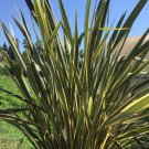 NEW ZEALAND FLAX  Phormium Tenax New Hybrids - 50 Bulk Seeds