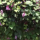 HYACINTH BEAN Lablab Purpureus - 100 Bulk Seeds