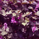 HYACINTH BEAN RED LEAVED Lablab Purpureus - 100 Bulk Seeds